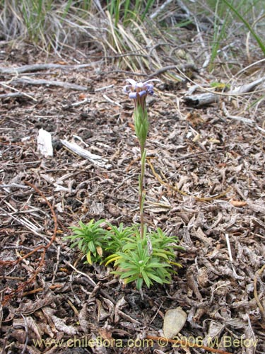 Bild von Perezia recurvata (Perezia)